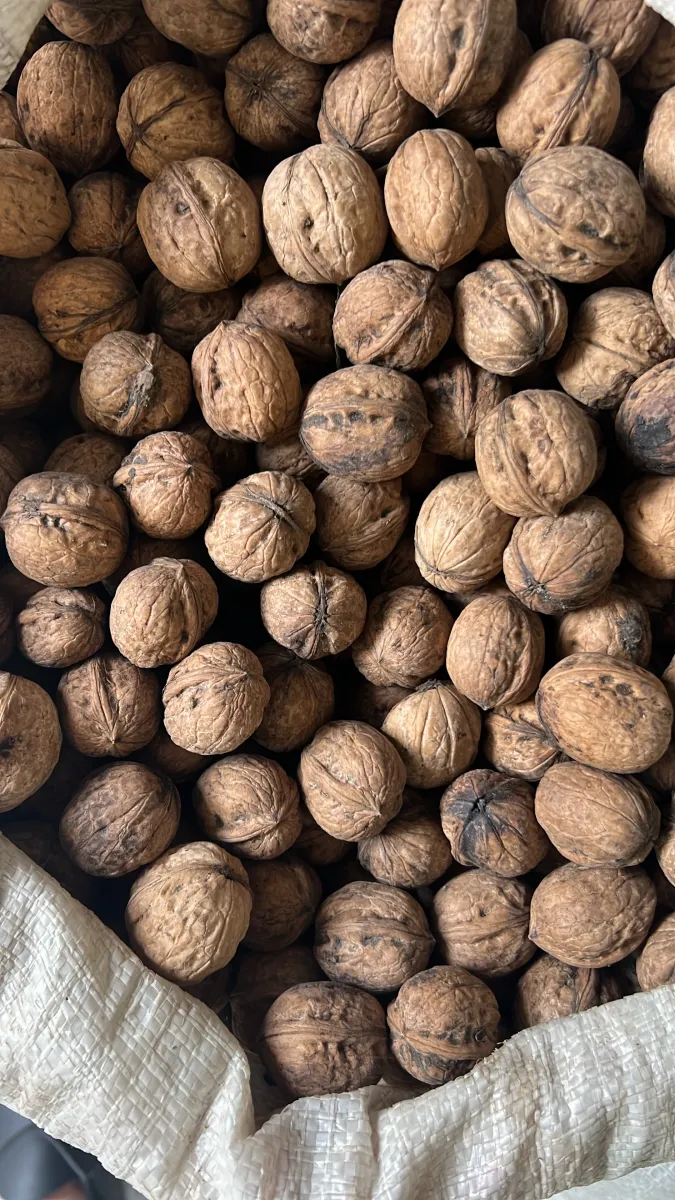 Walnuts in shell